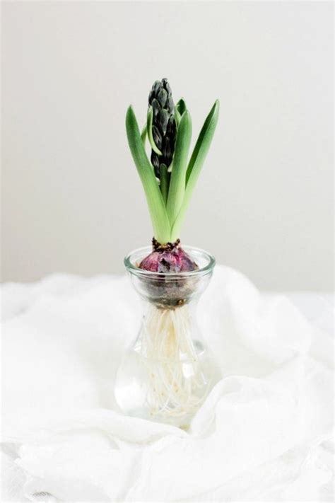 Introducing Hydroponics for Kids: Science Made Fun .